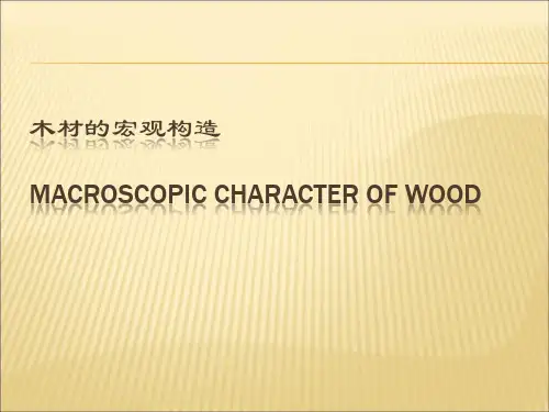 木材学：木材的宏观构造