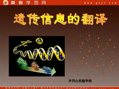 遗传信息的翻译