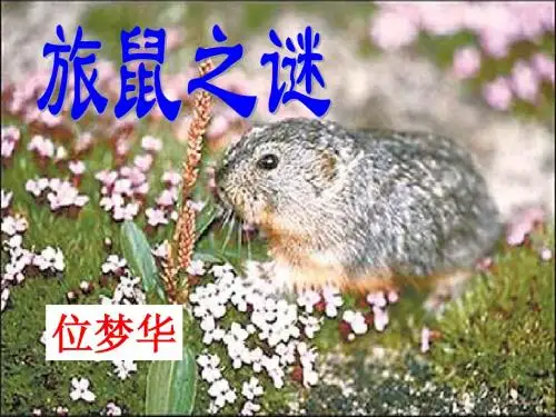 13《旅鼠之谜》上课用ppt