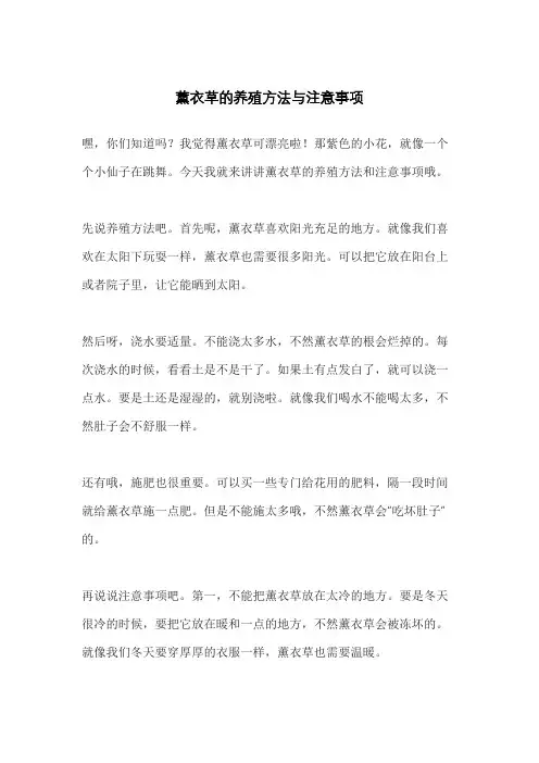 薰衣草的养殖方法与注意事项