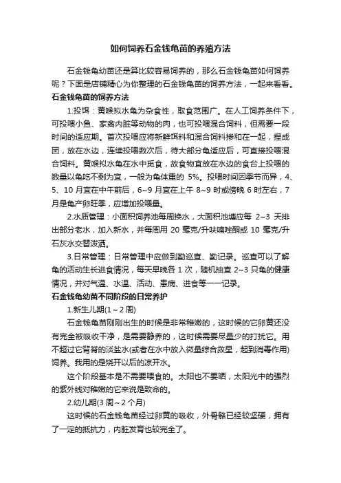 如何饲养石金钱龟苗的养殖方法