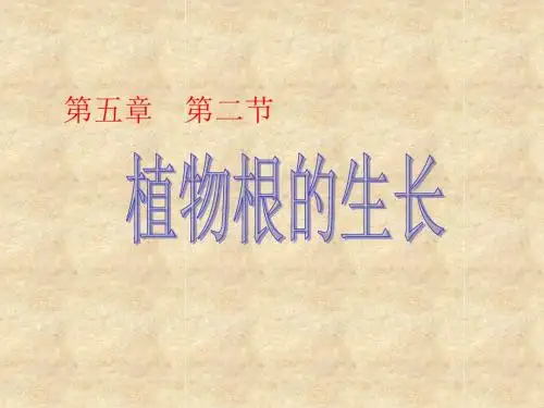 【初中生物】植物根的生长PPT课件3