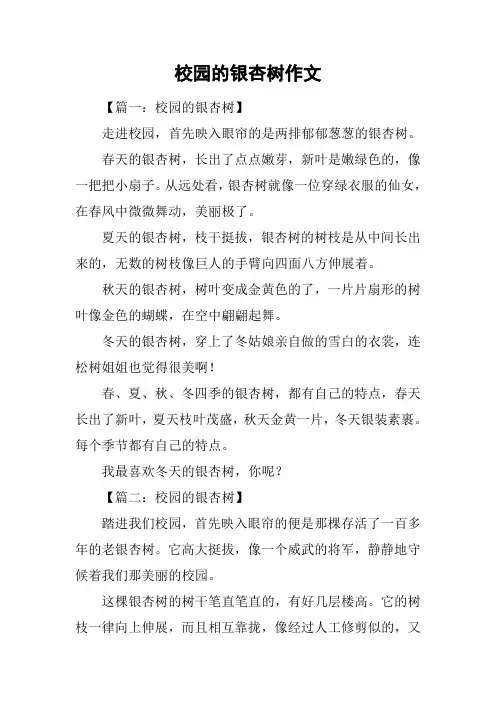校园的银杏树作文