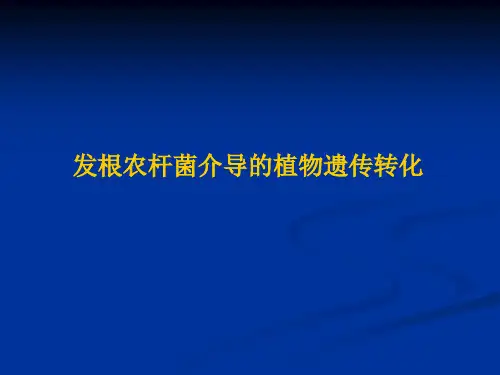 发根农杆菌