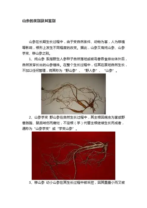 山参的类别及其鉴别
