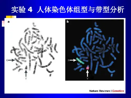 人体染色体组型与带型分析