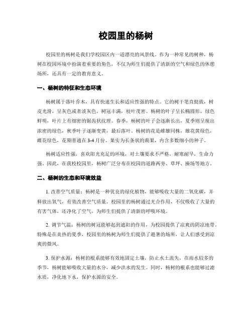 校园里的杨树