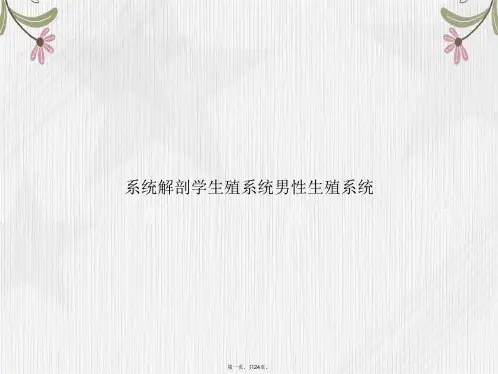 系统解剖学生殖系统男性生殖系统讲课文档