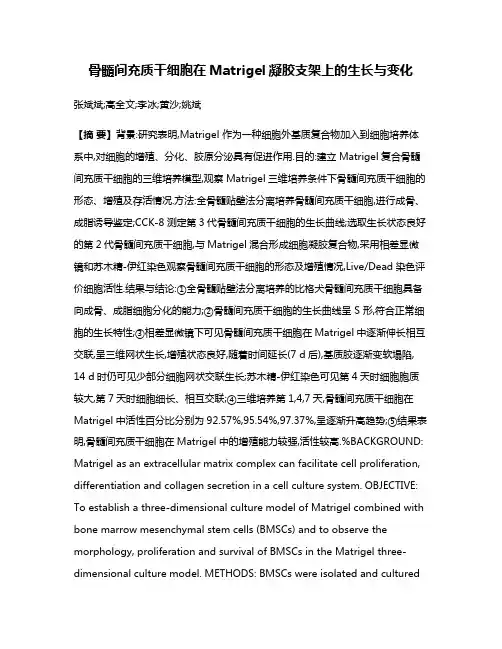 骨髓间充质干细胞在Matrigel凝胶支架上的生长与变化