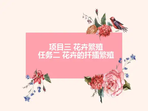 花卉繁育—扦插繁殖
