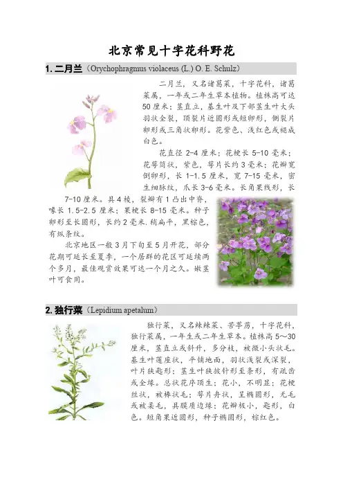 北京常见十字花科野花