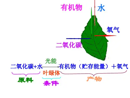 八年级生物光合作用和呼吸作用蒸腾作用复习课件ppt