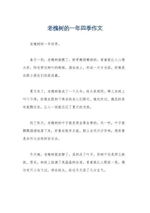 老槐树的一年四季作文