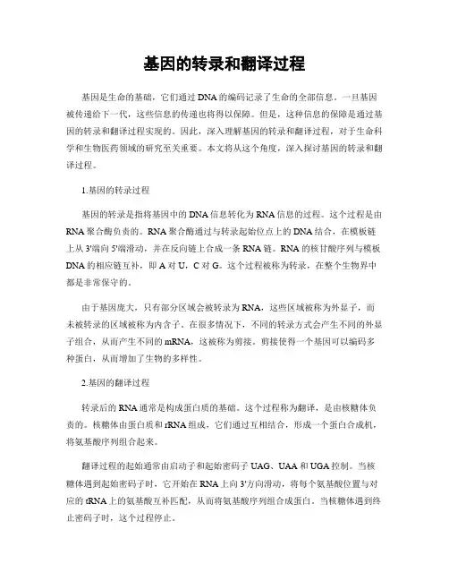 基因的转录和翻译过程