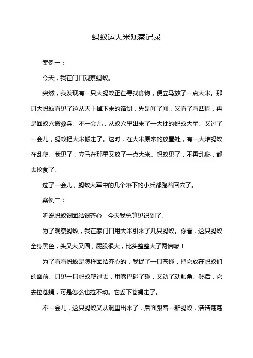 蚂蚁运大米观察记录