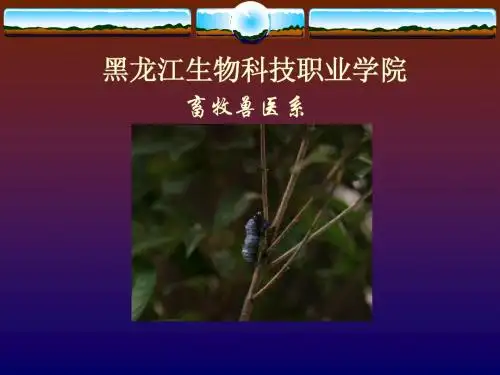 牛的品种与外貌