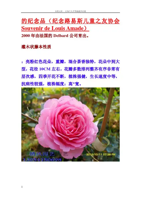 月季品种介绍
