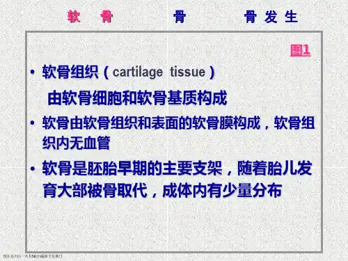 组织学与胚胎学软骨和骨