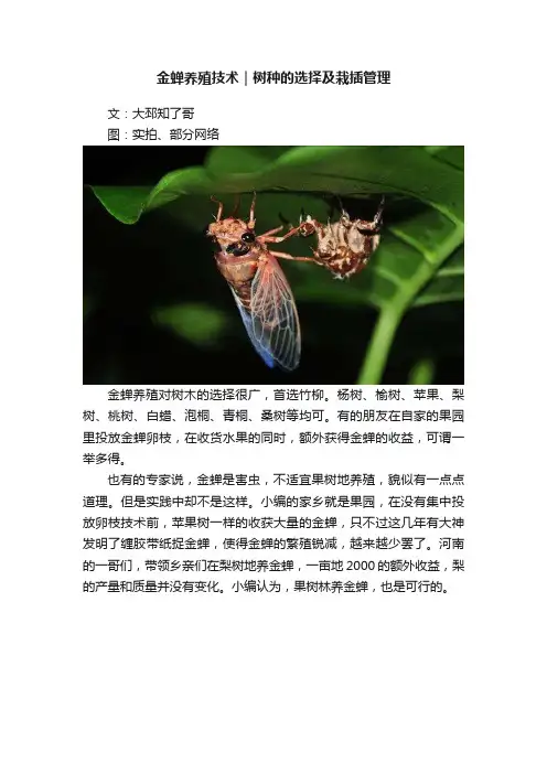 金蝉养殖技术｜树种的选择及栽插管理