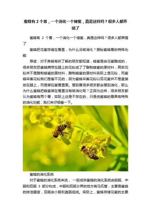 蜜蜂有2个胃，一个消化一个储蜜，真是这样吗？很多人都弄错了