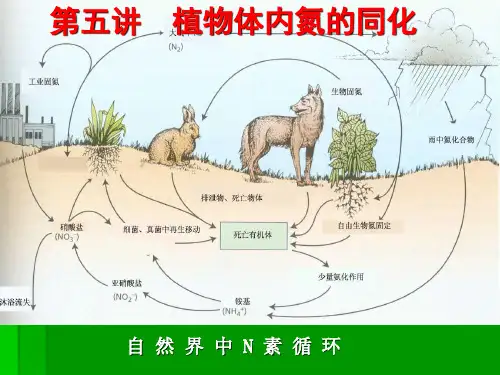 第五讲 植物体氮的同化
