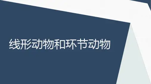 人教版八年级上册第一章第二节 线形动物和环节动物 课件 (共19张PPT)