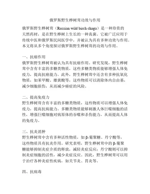 俄罗斯野生桦树茸功效与作用