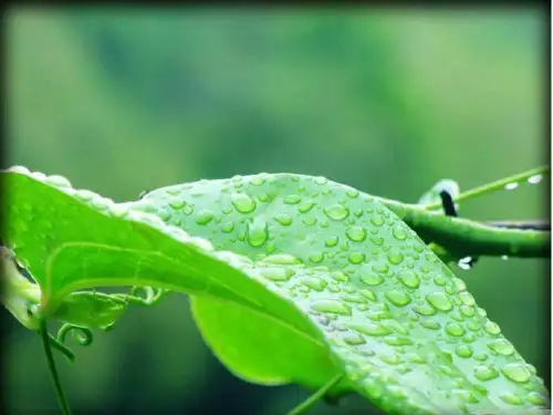 《雨后》-文档资料