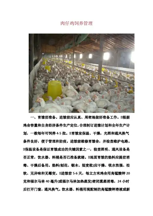 肉仔鸡饲养管理