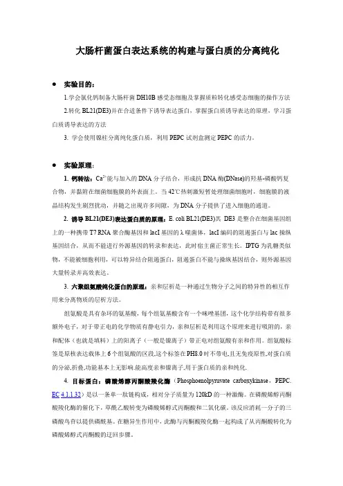 大肠杆菌蛋白表达体系的构建实验报告