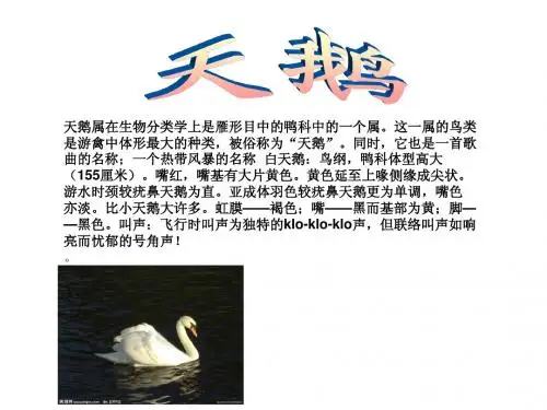 鸟的种类介绍汇总