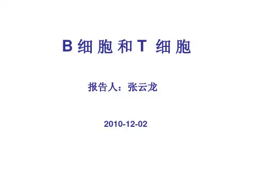 B细胞和T细胞