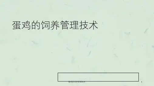蛋鸡的饲养管理技术课件