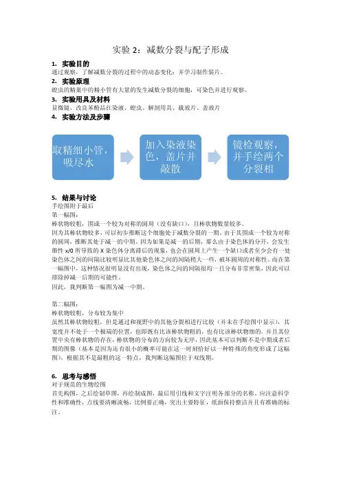 减数分裂与配子形成