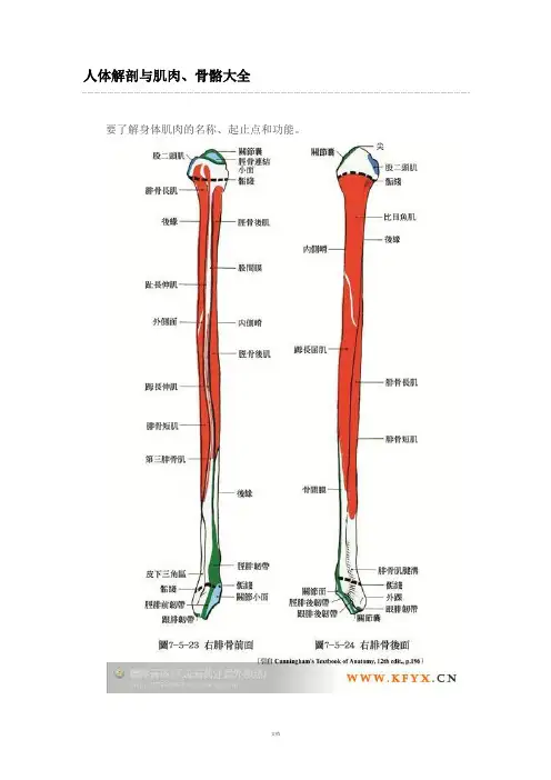 人体解剖与肌肉、骨骼大全