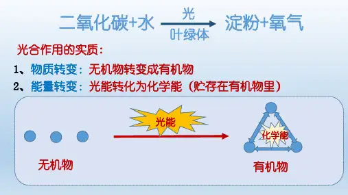 第二节呼吸作用课件北师大版生物七年级上册
