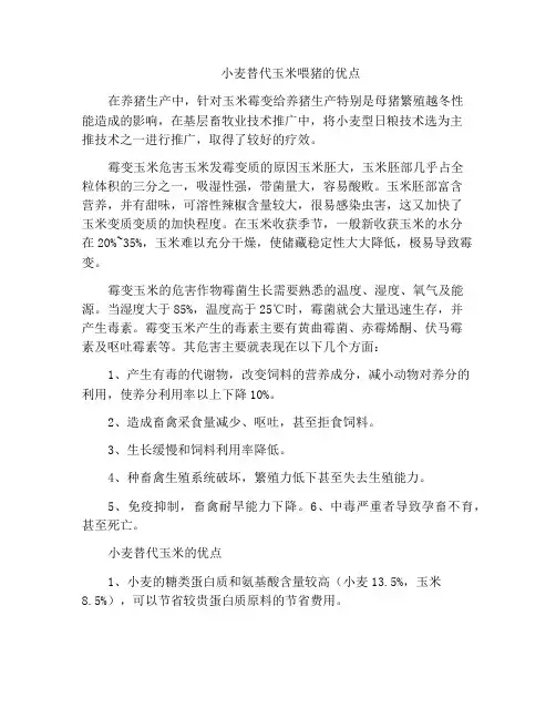 小麦替代玉米喂猪的优点