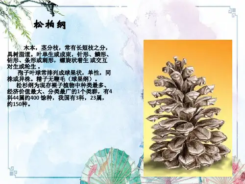 【园林植物学】第三章 裸子植物松柏纲