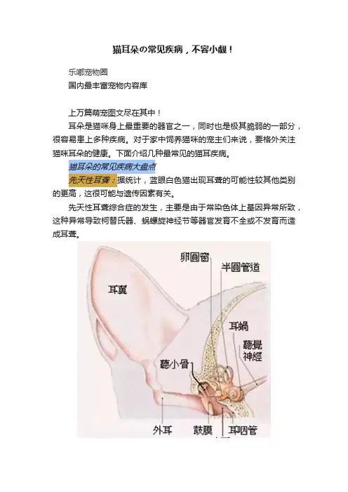 猫耳朵の常见疾病，不容小觑！