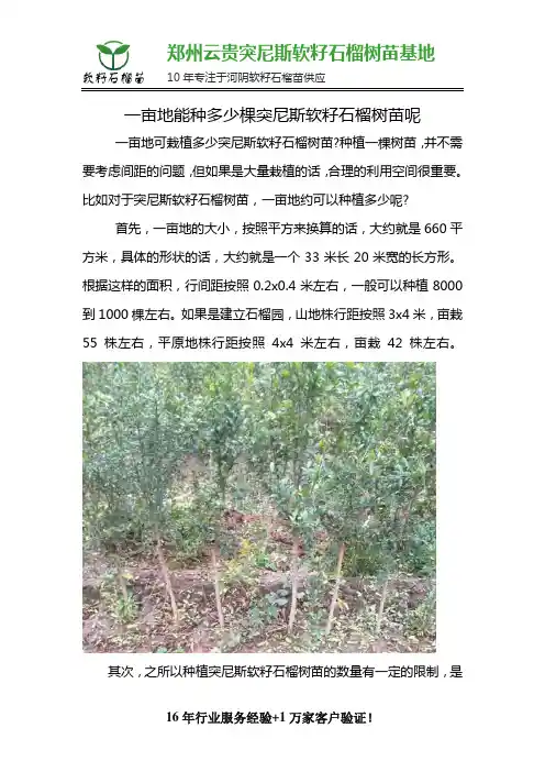 一亩地能种多少棵突尼斯软籽石榴树苗呢