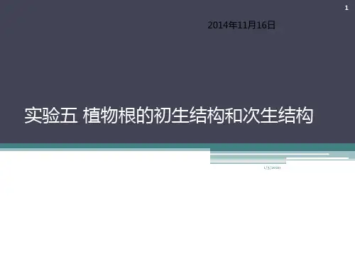 实验五 植物根的初生结构和次生结构PPT课件