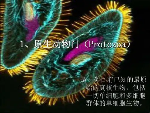 原生动物门