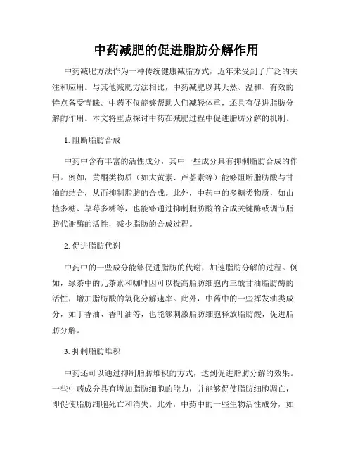 中药减肥的促进脂肪分解作用