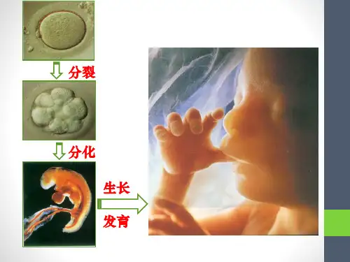 第二节动物体的结构层次课件- 七年级生物人教版上册