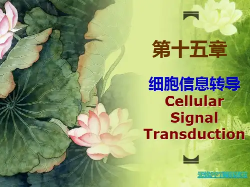 第十五章细胞信号转导机制(分子生物学)