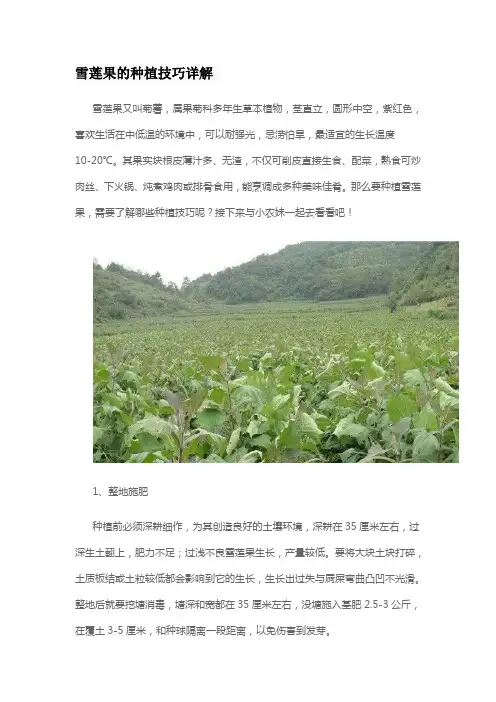 雪莲果的种植技巧详解