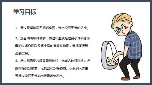 人体内废物的排出-七年级生物下册课件(人教版)