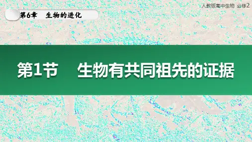 生物人教版(2019)必修2 6.1生物有共同祖先的证据(共46张ppt)