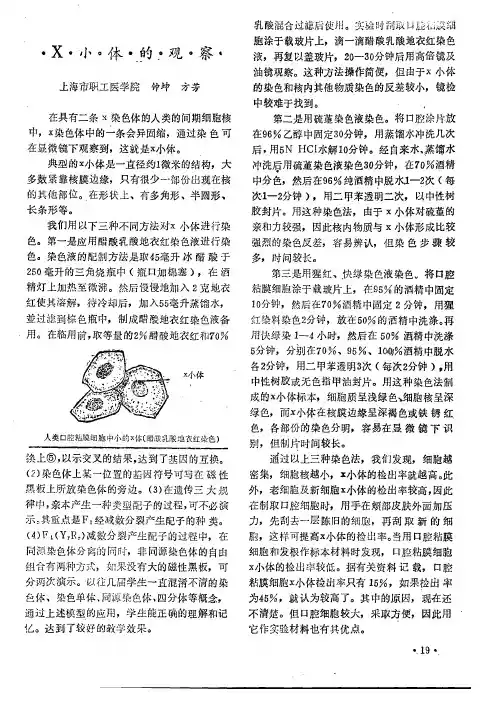 X小体的观察