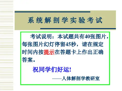 系解实验 16-人体解剖教研室系统解剖标本实物图片考试